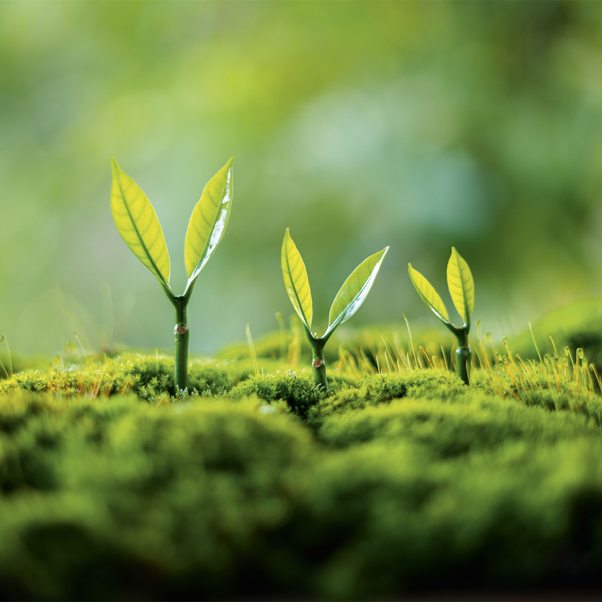 Lead Generation per PMI: un investimento che cresce nel tempo