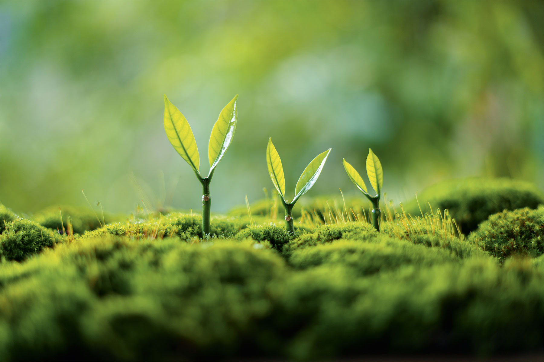 Lead Generation per PMI: un investimento che cresce nel tempo
